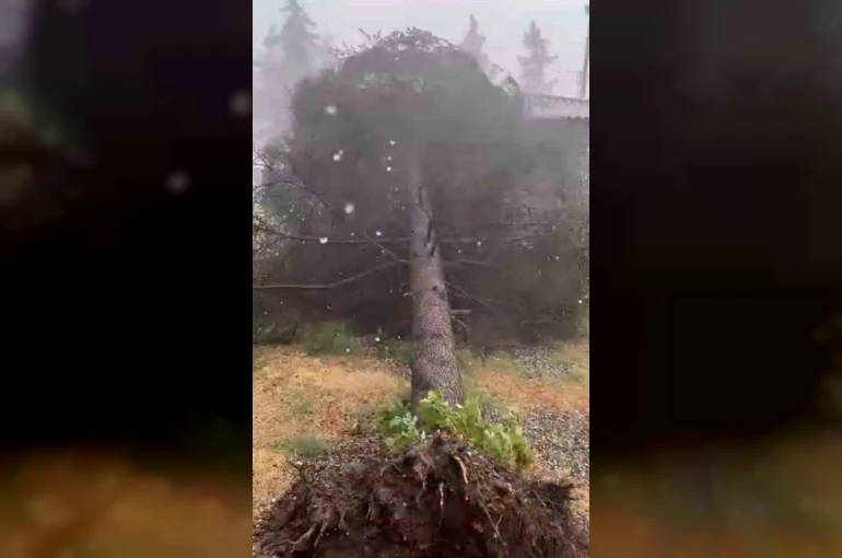 Tokat’ta fırtınada ağaçlar devrildi