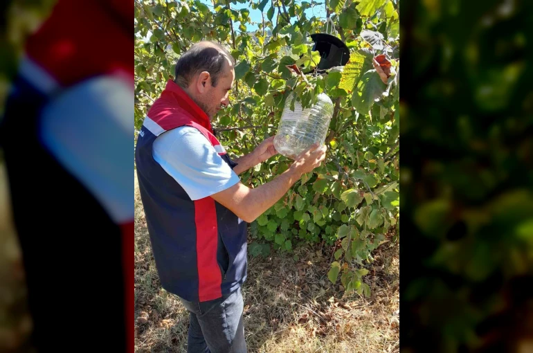 Tokat’ta ürün kayıplarını önlemek için feromon tuzakları devrede