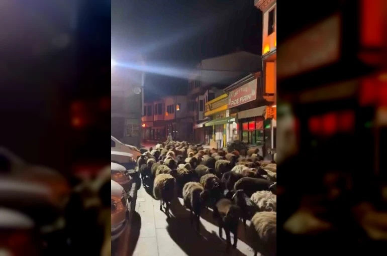 Tokat’ta yayla göçünde yüzlerce koyun şehir merkezinden geçti
