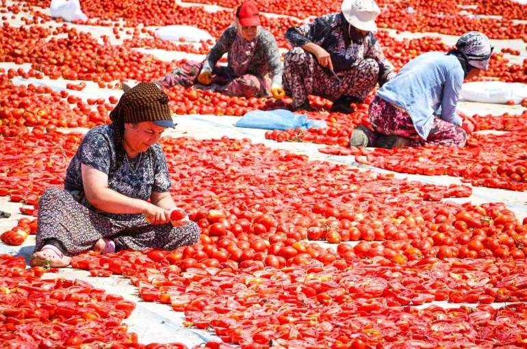 Torbalı’da "Kırmızı Altın" mesaisi