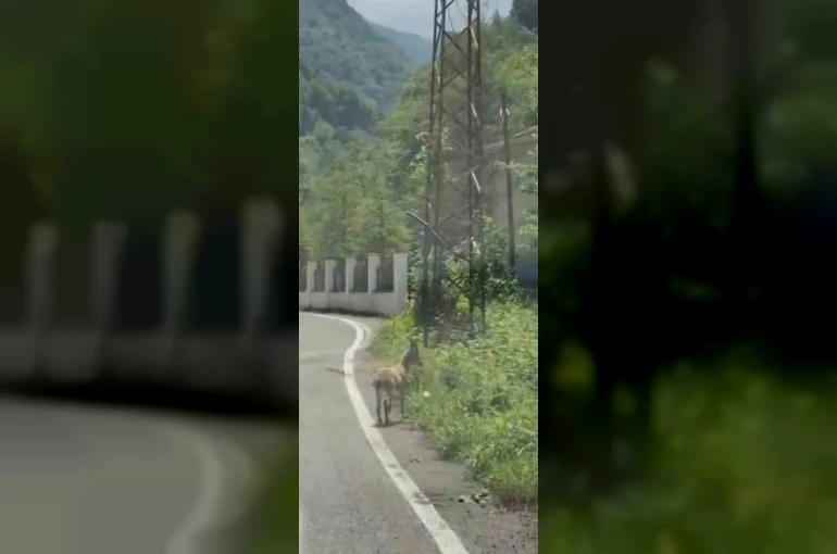 Trabzon’da ilk kez görüntülendi; Çengel boynuzlu dağ keçisi yavrusu karayoluna indi