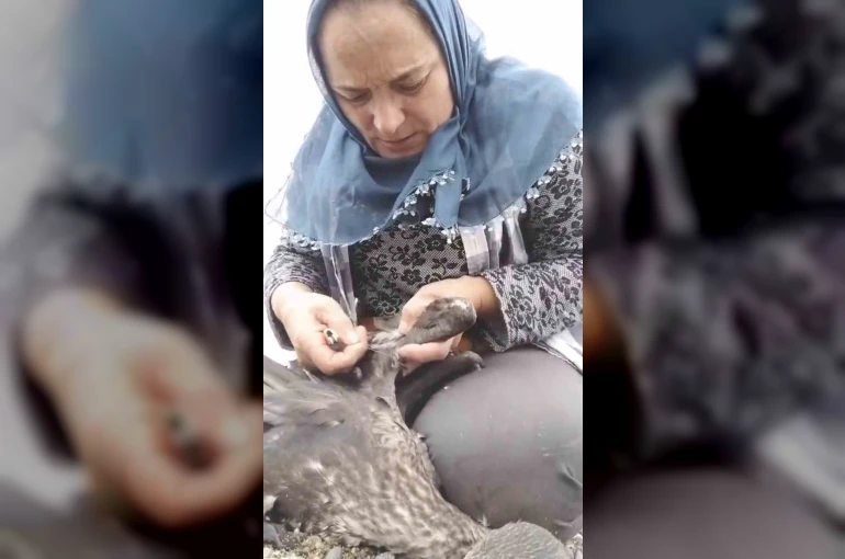 Trabzon’da karabatak kurtarma operasyonu gülümsetti
