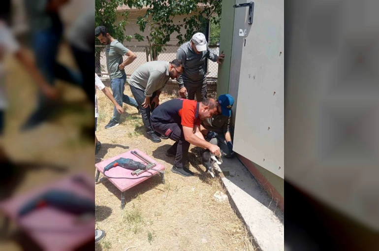 Trafo deliğine başı sıkışan kedi itfaiye ekiplerince kurtarıldı