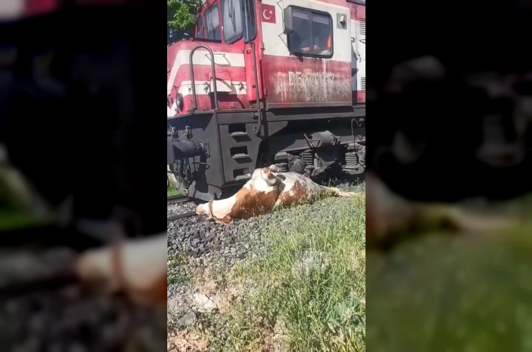 Tren çarpması sonucu raylara sıkışan ineğin telef olmaması için saniyelerle yarıştılar