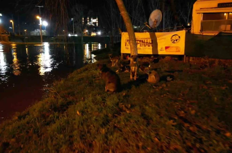 Tunca Nehri taştı: Suyla dolan Sarayiçi güreş alanında köpekler mahsur kaldı