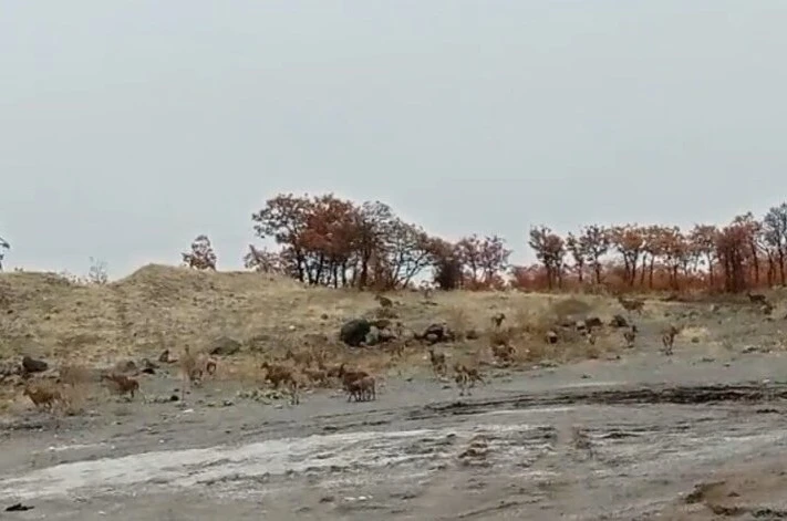 Tunceli’de dağ keçisi sürüsü görüntülendi