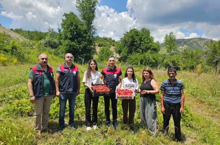 Tunceli’de kadın üreticilerin çilek hasadı yüz güldürdü