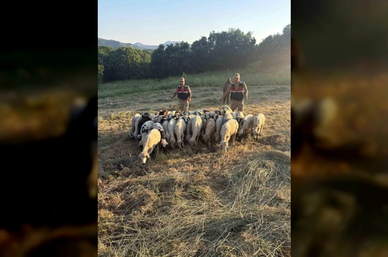 Tunceli’de kayıp küçükbaş hayvanlar dron desteğiyle bulundu