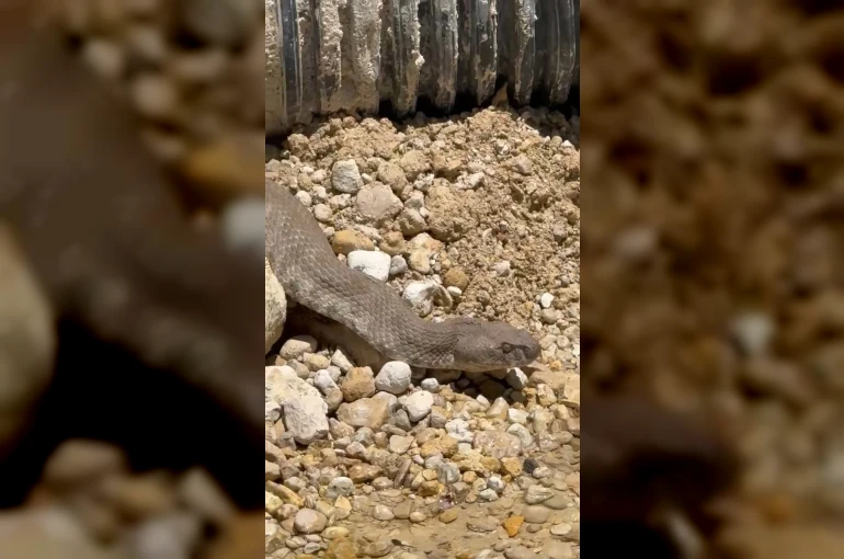 Tunceli’de koca engerek yılanı görüntülendi