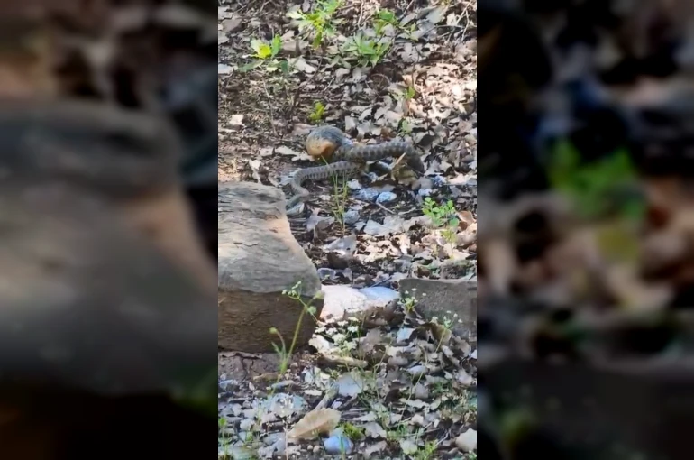 Tunceli’de kocabaş yılan, sincabı avladı