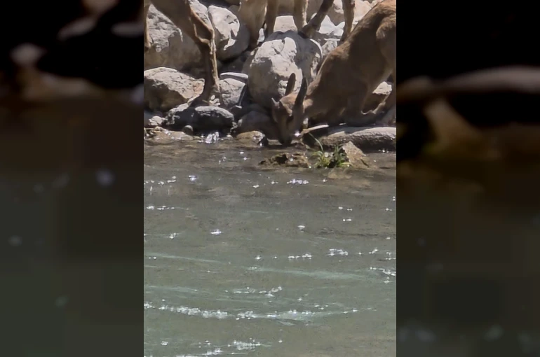 Tunceli’de koruma altındaki dağ keçileri görüntülendi