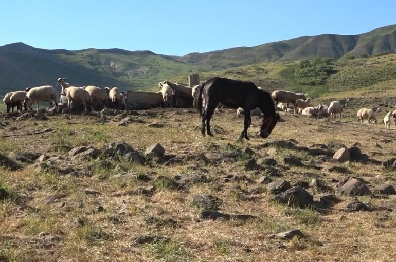Tunceli’de üreticiler hayvan başına yaklaşık 30 TL ödeyerek yaylalardan faydalanabiliyor