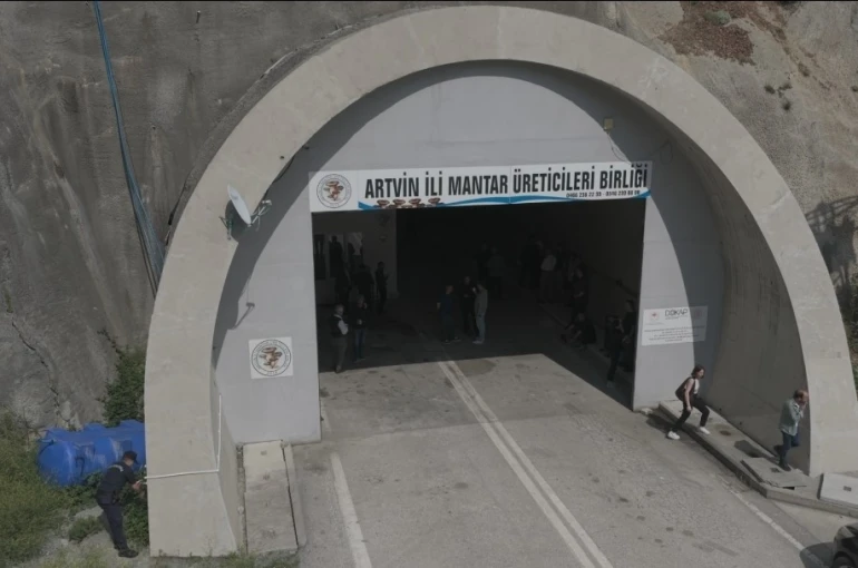 Tünelde üretilen istiridye mantarının ilk hasadı gerçekleştirildi