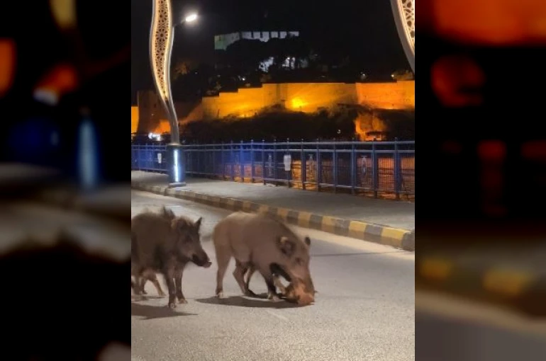 Turizm kentlerini istila eden domuz sorunu her geçen gün büyüyor