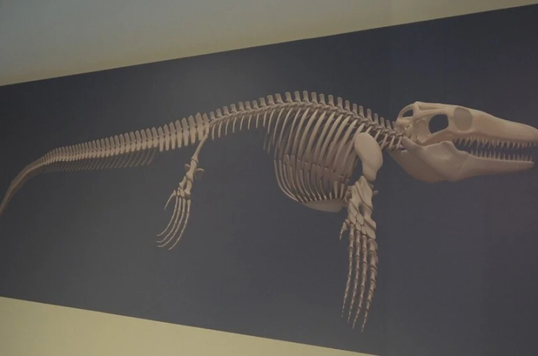 Türk profesör, Asya’da ilk kez keşfedilen "denizlerin dinozoru"nu anlattı