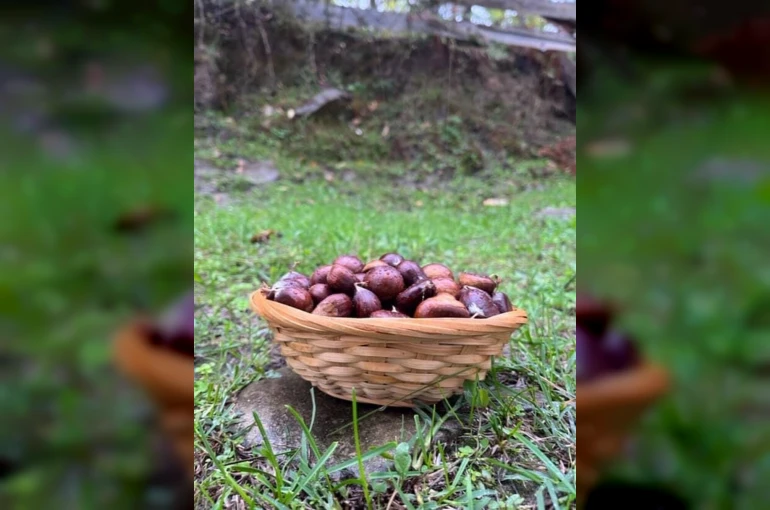 Türkeli’de kestane sezonunda vatandaşlar ormana akın etti