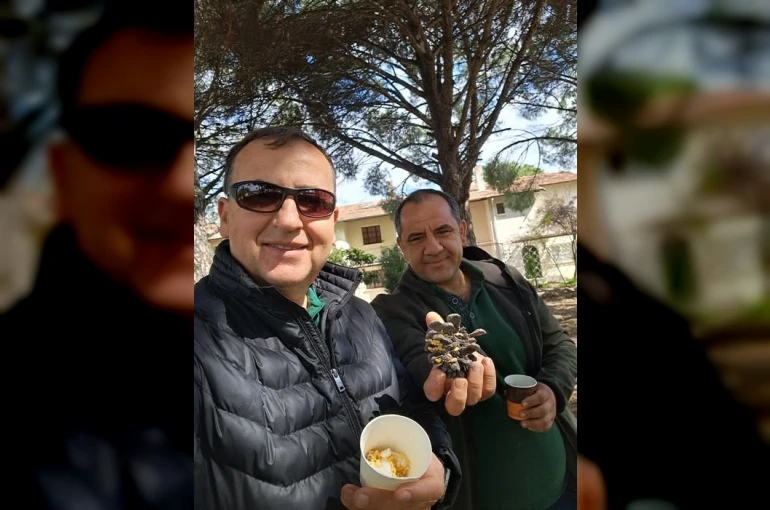 Türkiye çam balı üretiminde dünya birincisi