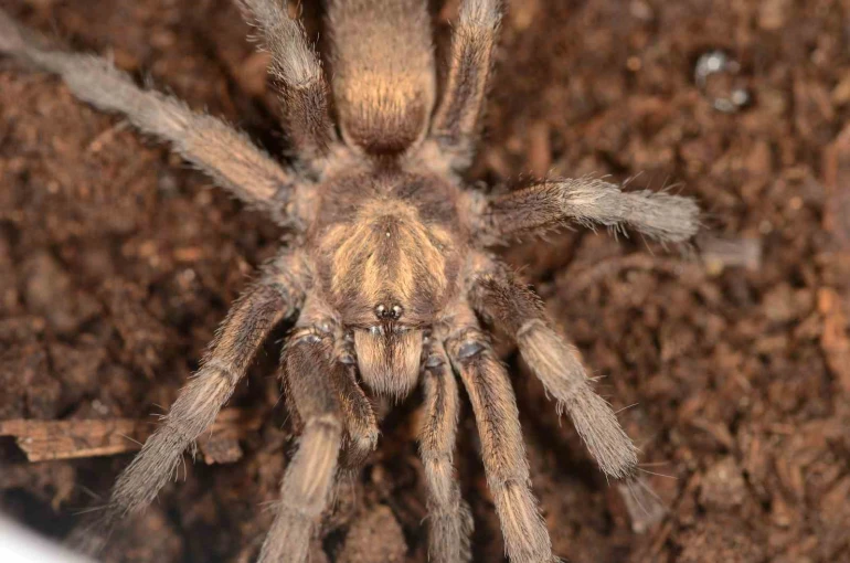 Türkiye’de ilk kez yeni bir tarantula cinsi kaydedildi