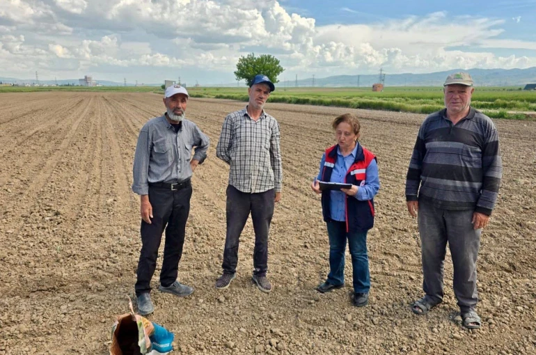 Turşuluk lahana ve dane mısır dikim ve ekim işlemleri devam ediyor