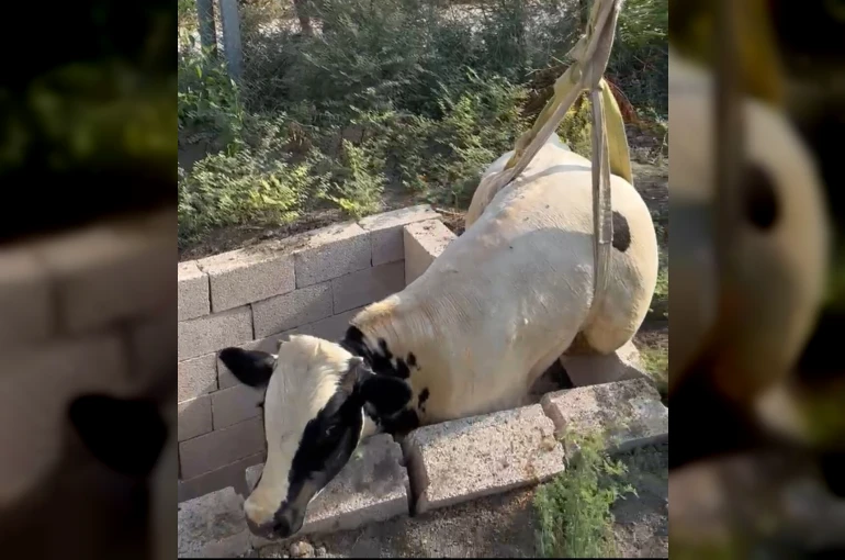 Tuvalet kuyusuna düşen boğa itfaiye ekipleri tarafından kurtarıldı