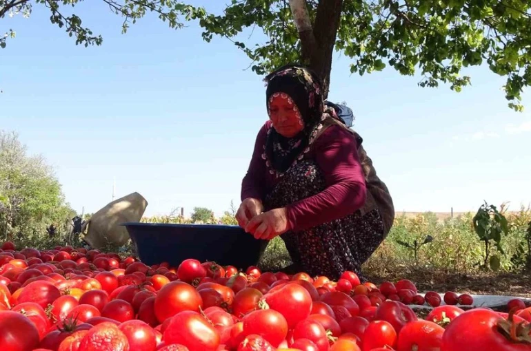 Üç yıl ömürlü ev yapımı salçalar pişirilmeye başlandı
