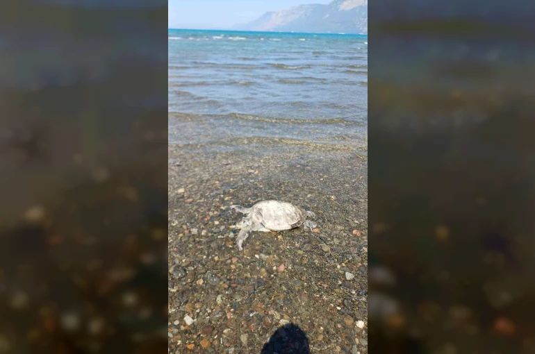 Ula’da sahilde Caretta Caretta bulundu 