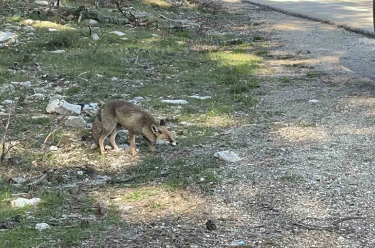 Uludağ dönüşü sürpriz misafir: Aç tilkiye peynirli kraker ikramı