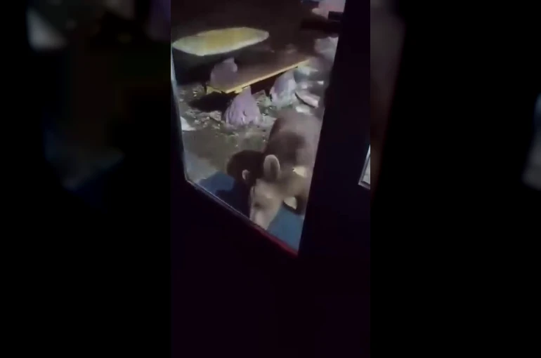 Uludağ’da ayı ailesi kamerada...Ani hareket paniğe neden oldu