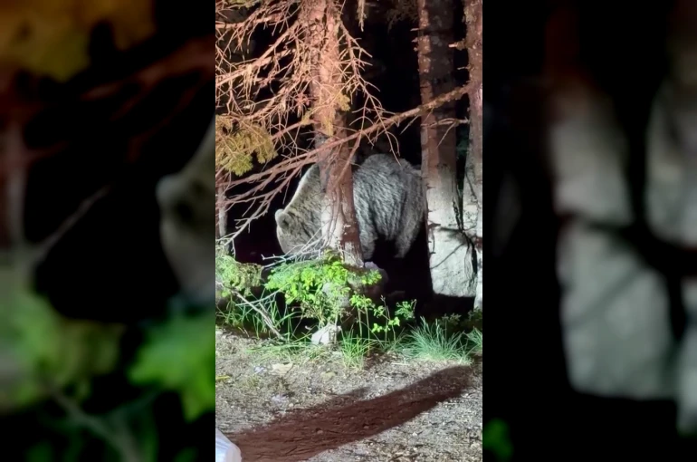 Uludağ’da görülen iri ayı hayrete düşürdü