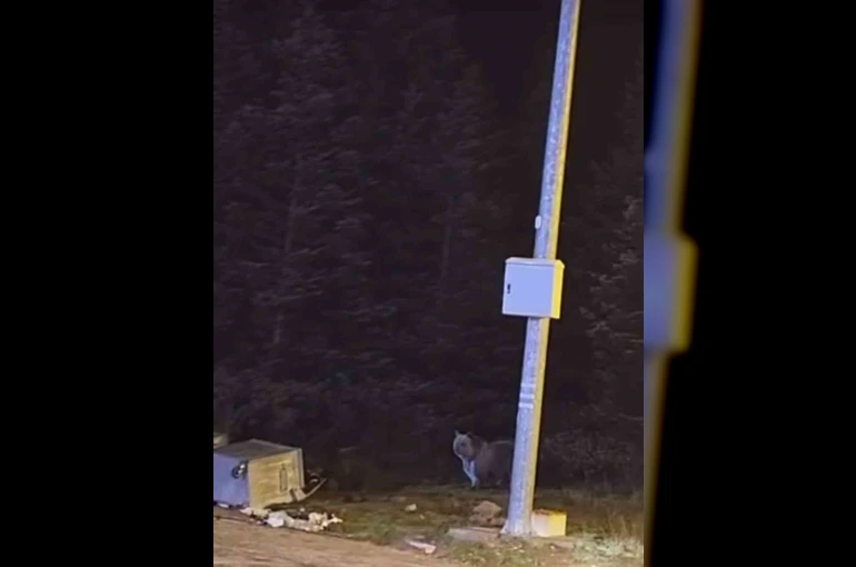 Uludağ’da kış uykusuna yatmayan ayılar, çöp konteynerlerini talan etti