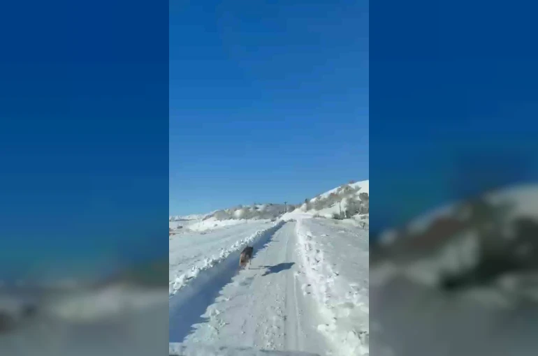 UMKE ekiplerinin hasta yolculuğuna kurt eşlik etti