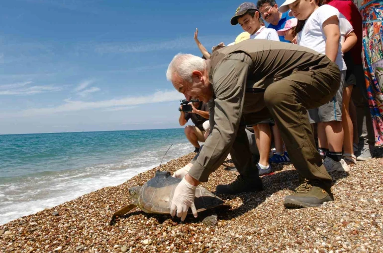 Uydu takip cihazı takılan 3 yeşil deniz kaplumbağası denize bırakıldı
