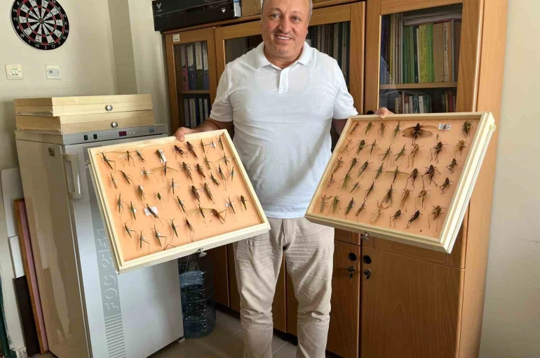Uzmanından ’çekirge’ açıklaması: "Ülkemizde görülen durum bir salgın değil, mevsimsel bir durum"