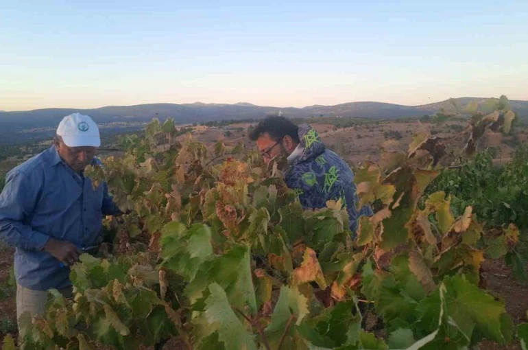 Üzümünü hasada kadar korumak isteyen çiftçinin sıfır maliyetli çözümü kuşları uzaklaştırıyor