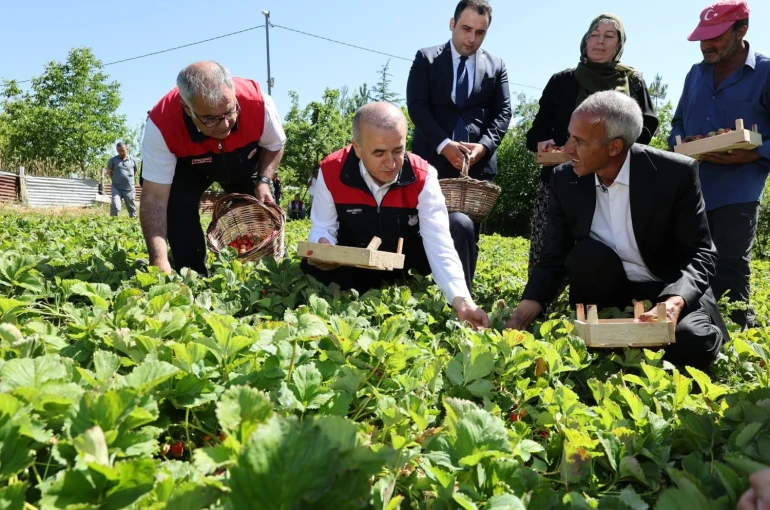 Vali Hatipoğlu, çilek hasadı yaptı