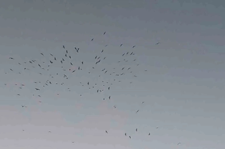 Van Gölü üzerinde kuş sürüsünün görsel şöleni