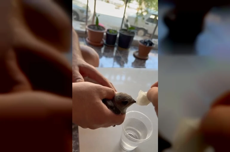 Vatandaşlar sıcaktan bitkin düşen ebabil kuşuna su verdi