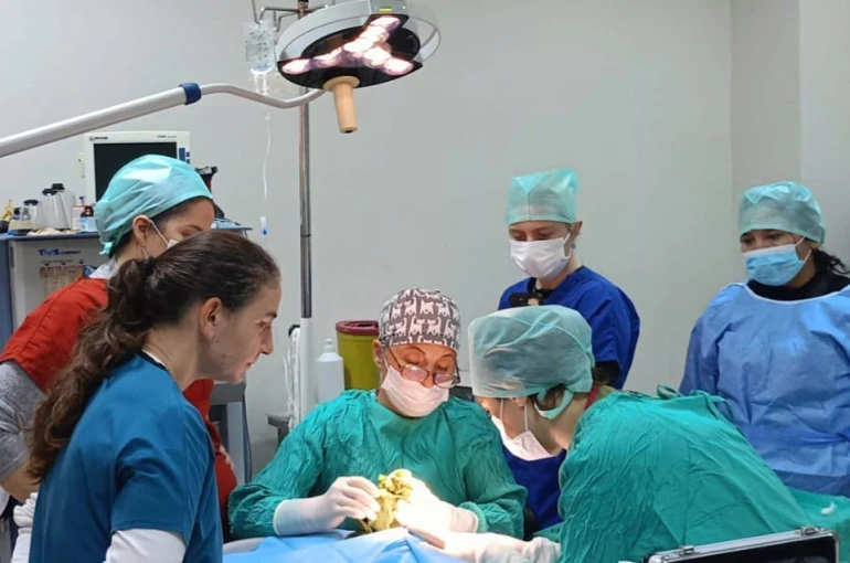 Veteriner Fakültesinde 3 bin hayvana şifa