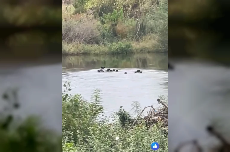 Yaban domuzları Meriç Nehri üzerinden Yunanistan’a geçti