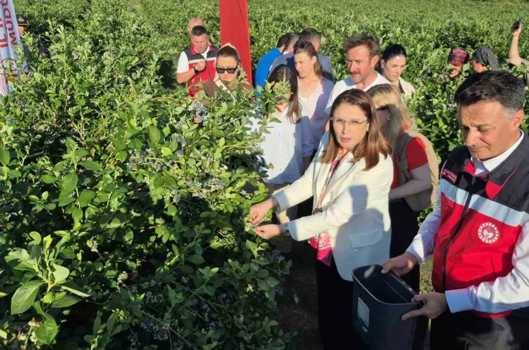 Yaban mersini meyvesinde yüksek rekolte