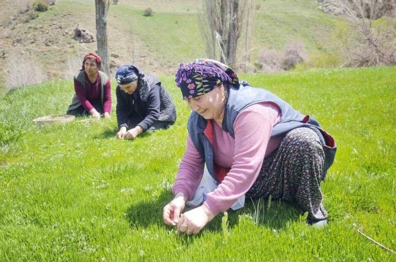 Yabani otların arasından özenle seçilerek, jilet yardımıyla tek tek toplanıyor