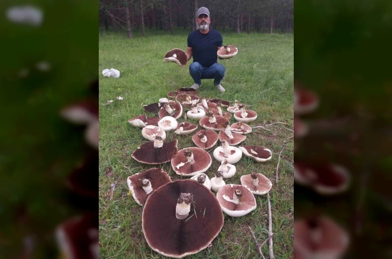 Yağmur sonrası meralar mantarla doldu