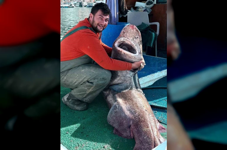 Yalova açıklarında 4 metre uzunluğunda köpek balığı ağa takıldı