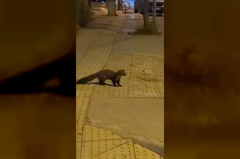 Yalova şehir merkezinde sansar görüntülendi