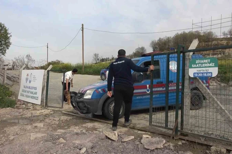 Yalova’daki barınakta köpek ölümleriyle ilgili soruşturma