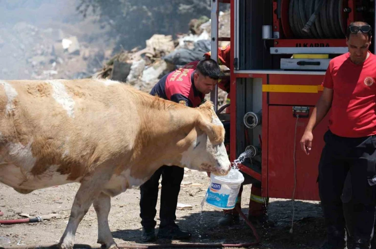 Yangın bölgesinde susayan ineklere temiz can suyu