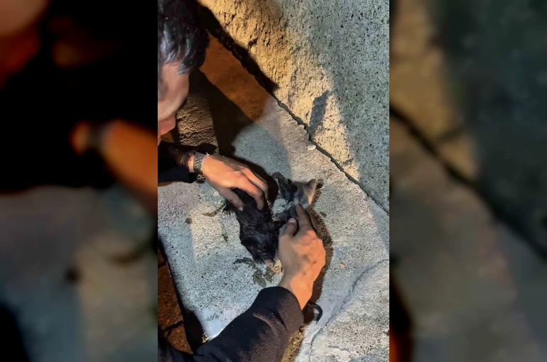 Yangında mahsur kalan kedileri itfaiye ekipleri kurtardı