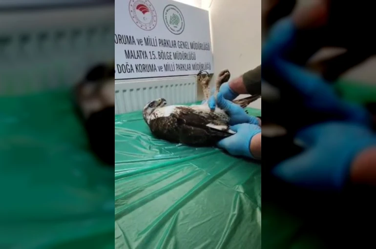 Yaralı bulunan şahin, tedavisinin ardından doğaya salındı
