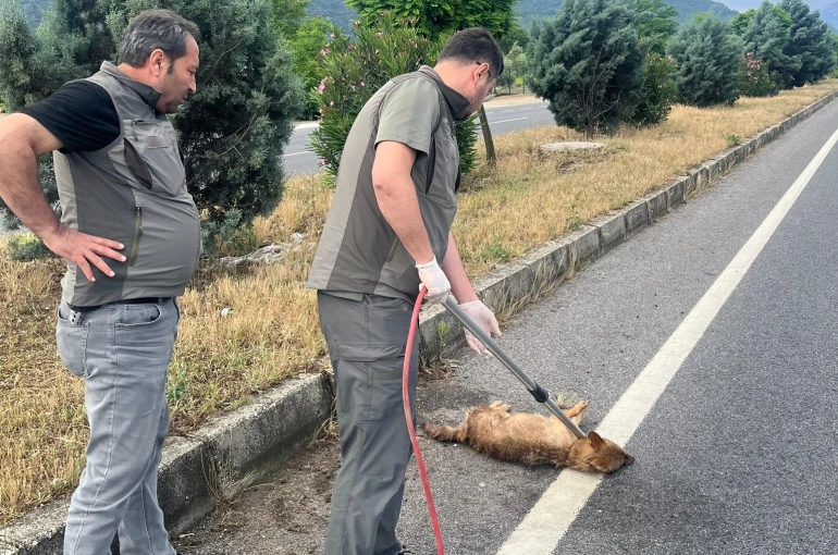 Yaralı çakal tedavi altına alındı