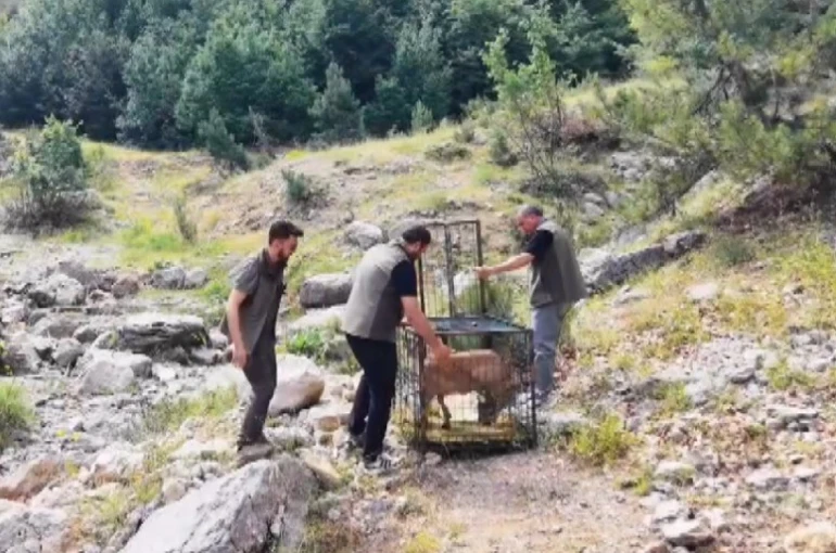 Yaralı dağ keçisi tedavisinin ardından doğaya bırakıldı